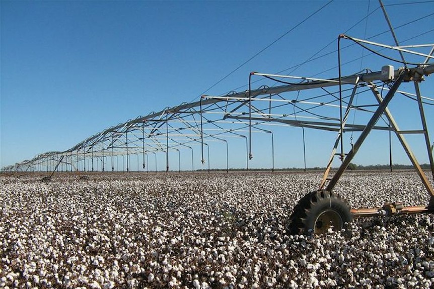 Cotton under irrigation