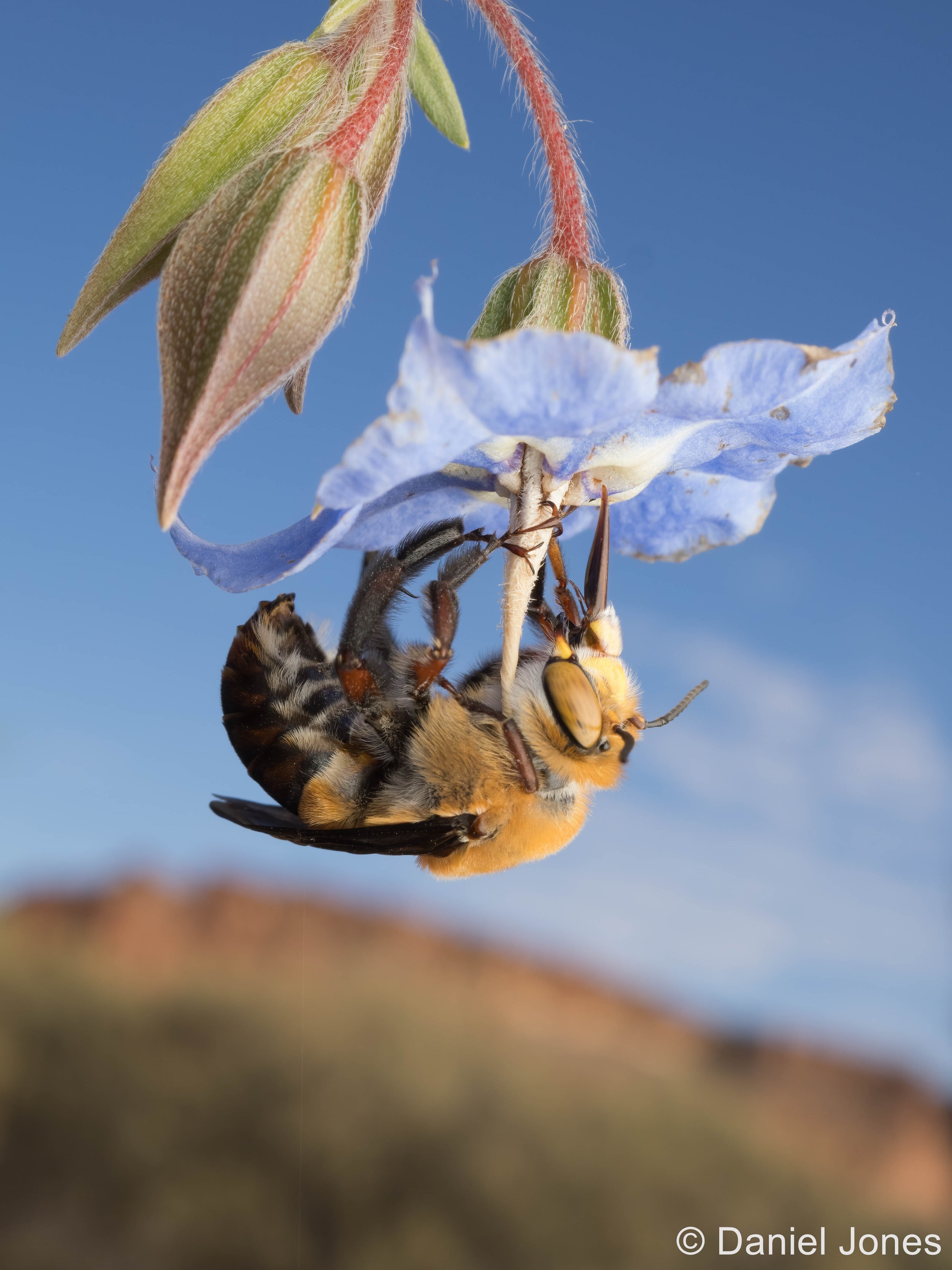 A close up of a bee on a blue/purple potato flower. 