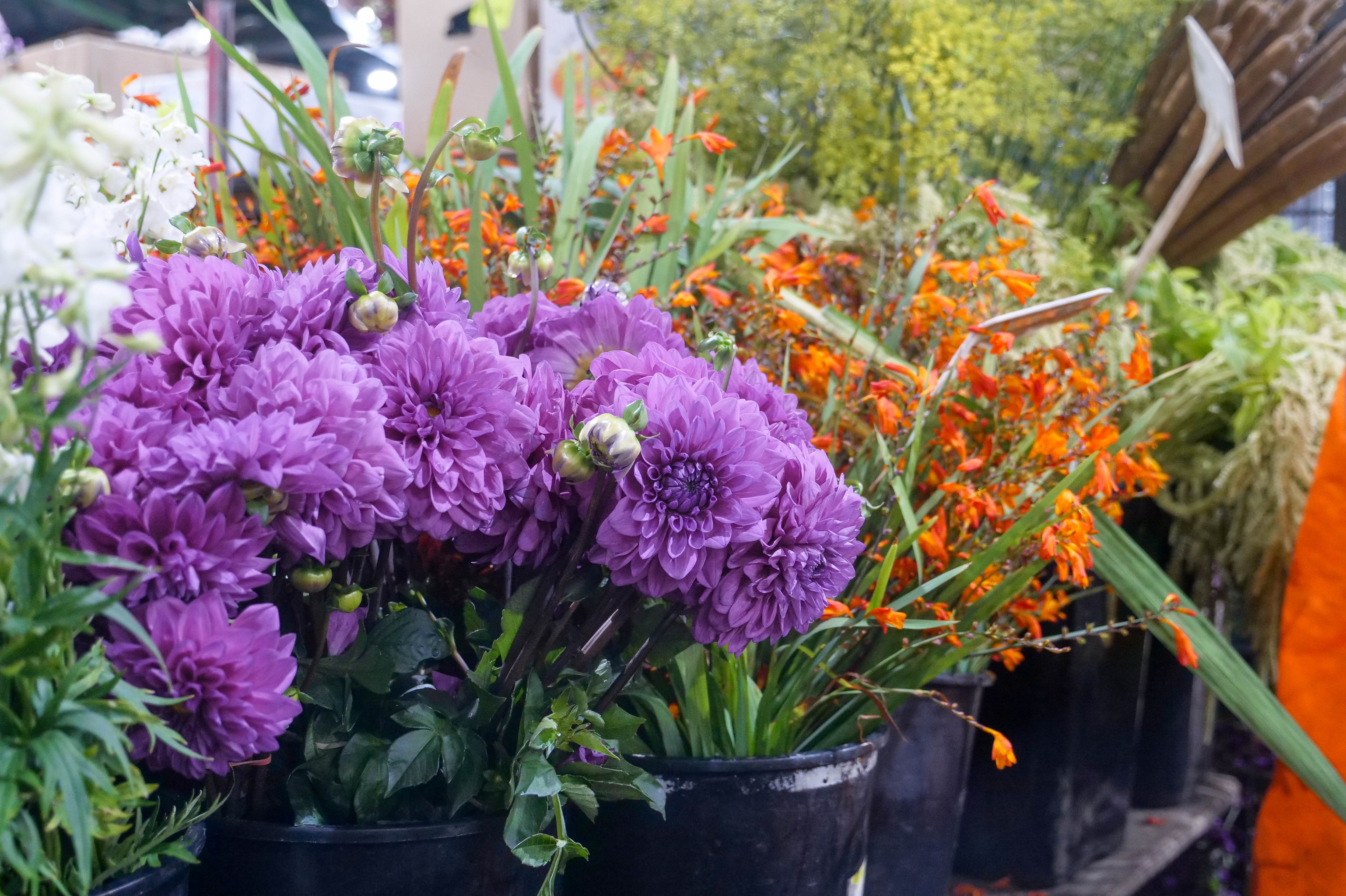 Flores de color púrpura en medio de un ramo en un estante