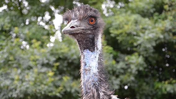 An Australian mainland emu.