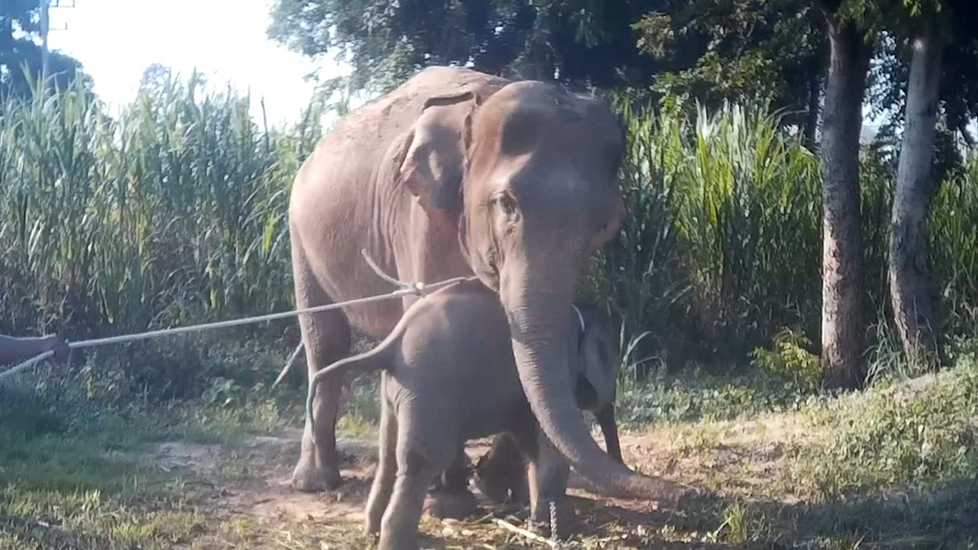New Footage Shows Baby Elephants Treated Cruelly For Tourism Trade In Thailand Abc News