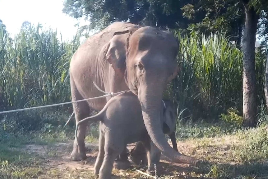 A still from footage shows the moments before a baby elephant is pulled away from its mother.