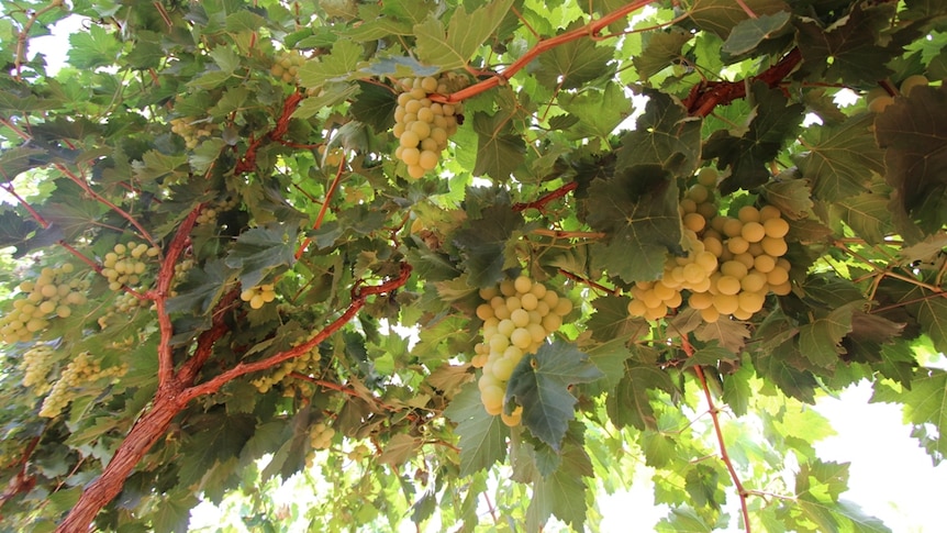 Menindee grapes on the vine