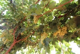 Growing grapes