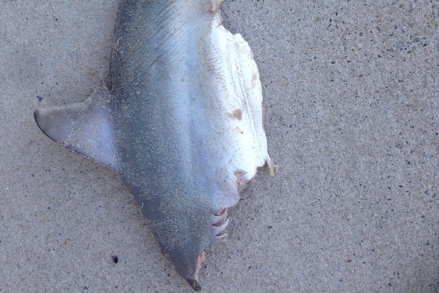 The remains of a small shark lying on the sand