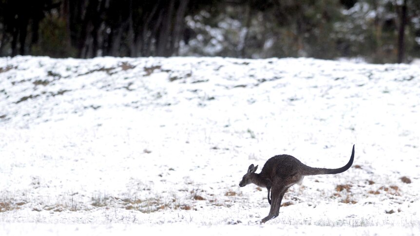 A kangaroo bounds through the snow.
