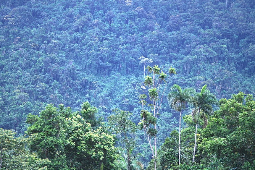 Rainforest