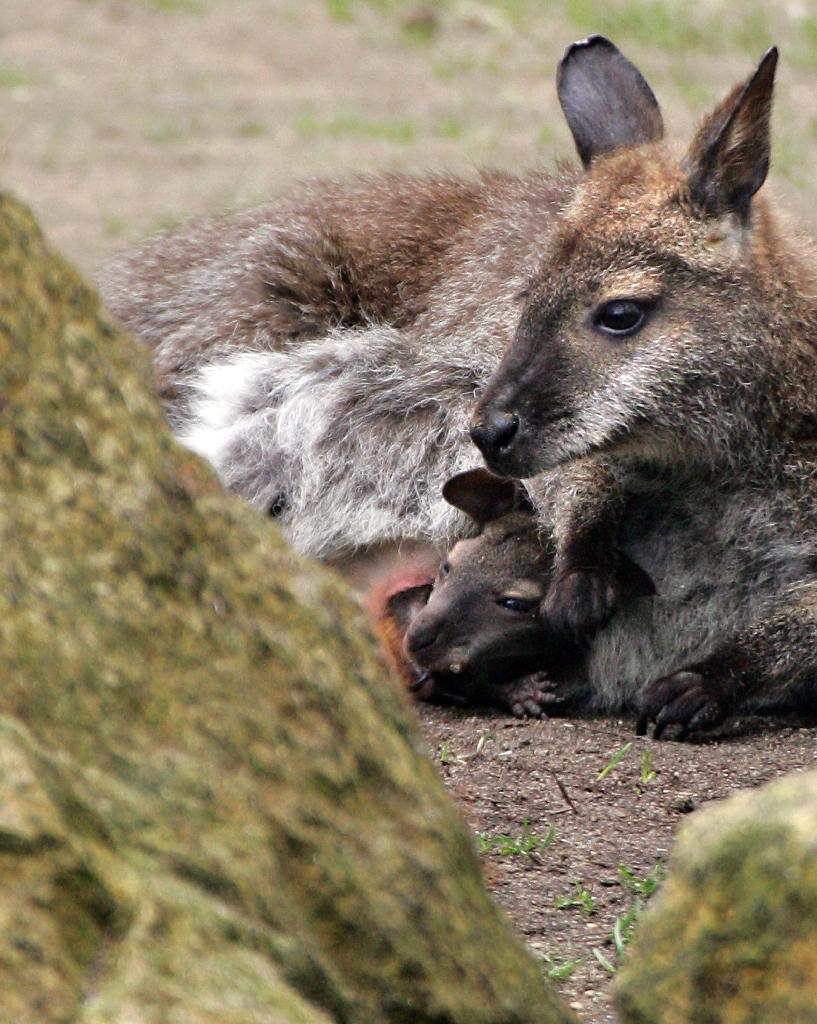 Wallabies in the woods Escaped marsupials thrive in forest near