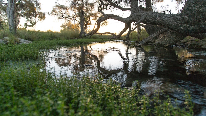 One of the Edgbaston Reserve's fresh water springs, surrounded by greenery and lit up sunset.