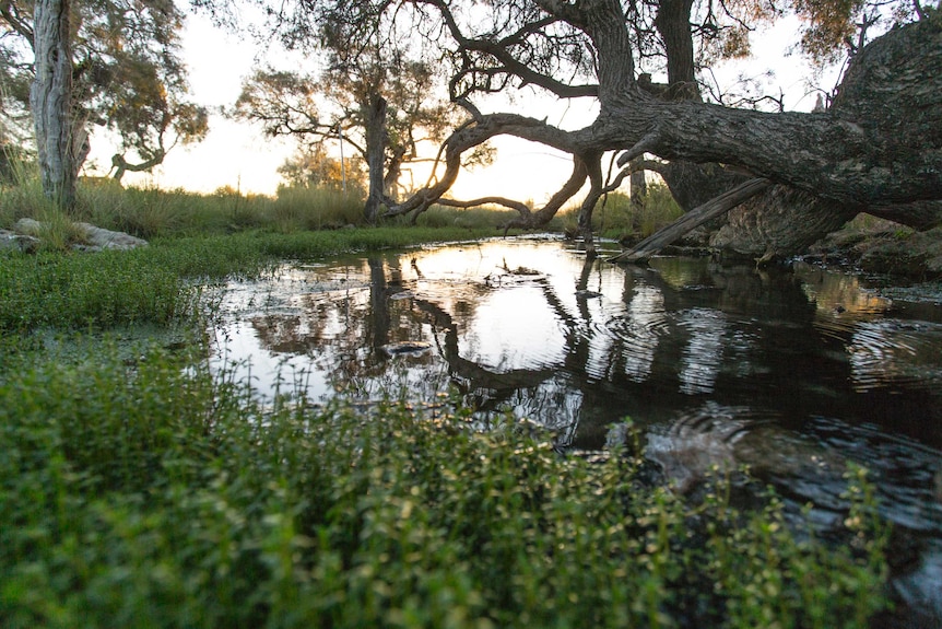 One of the Edgbaston Reserve's freshwater springs, surrounded by greenery and lit up sunset.