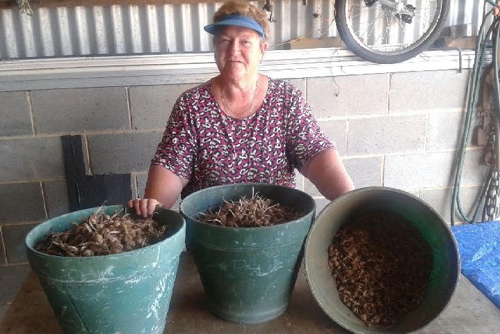 Phyll Tierney stands with three pots of saffron plant bulbs.