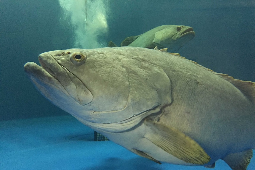 Queensland gropers at a hatchery in Cairns