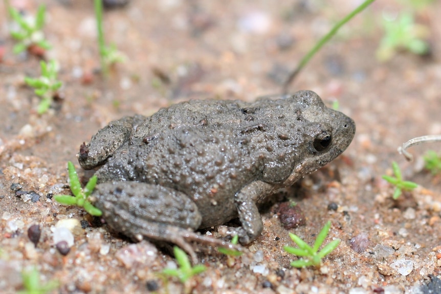 A brown frog with bumps on its back.