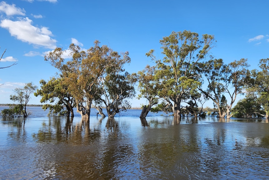 River red gum trees submerged by floodwater.