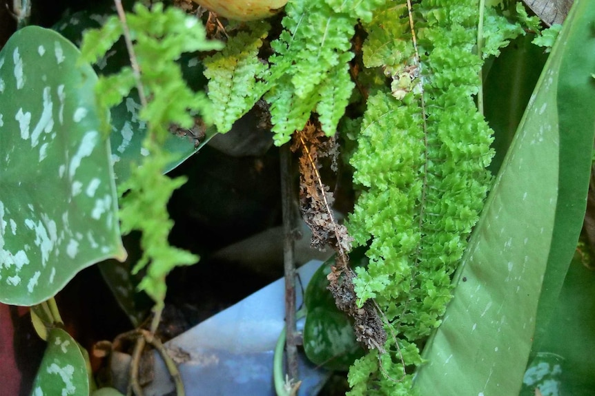 A peek into a lush foliage showing a hidden plastic milk bottle and some metal wire mesh.