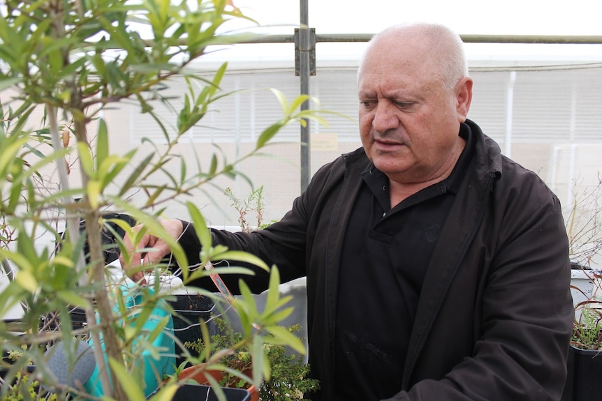 A man looks at leaves on a tree inside a greenhouse