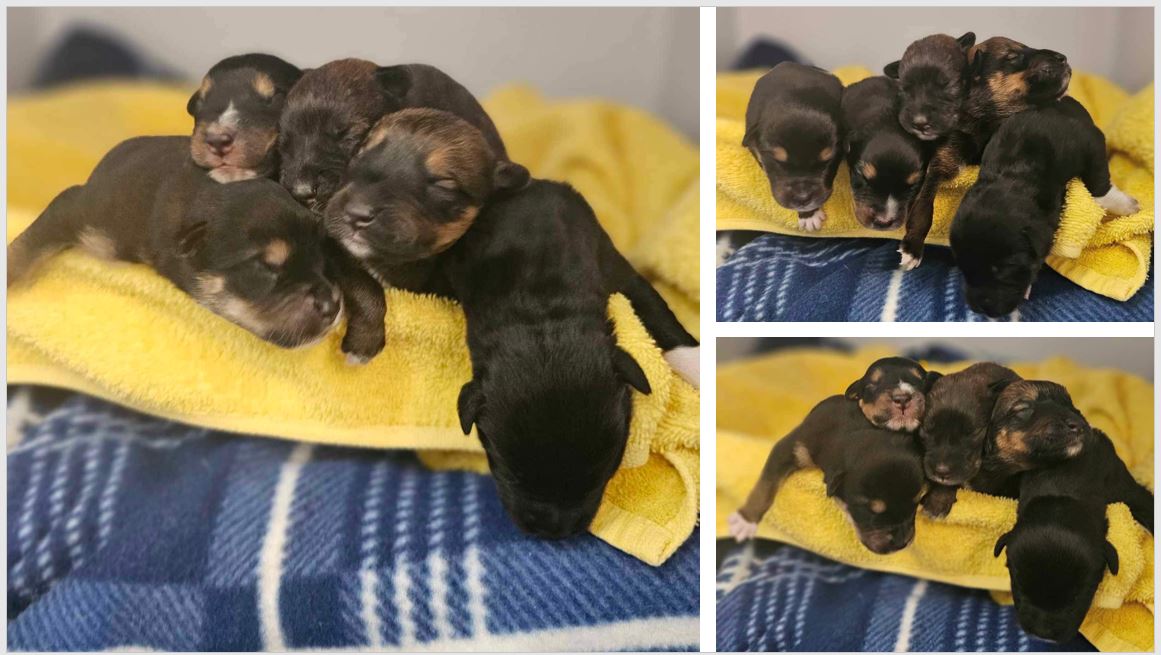 A composite image of puppies laying on a towel