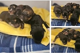 A composite image of puppies laying on a towel