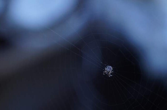 A small spider against a dark background on a ship.