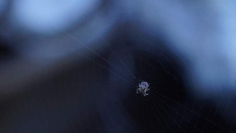 A small spider against a dark background on a ship.