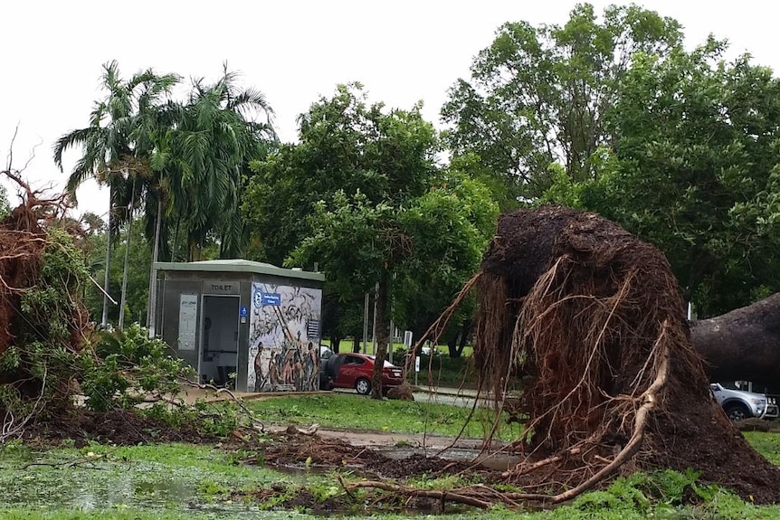 Large trees are uprooted in a Darwin park.