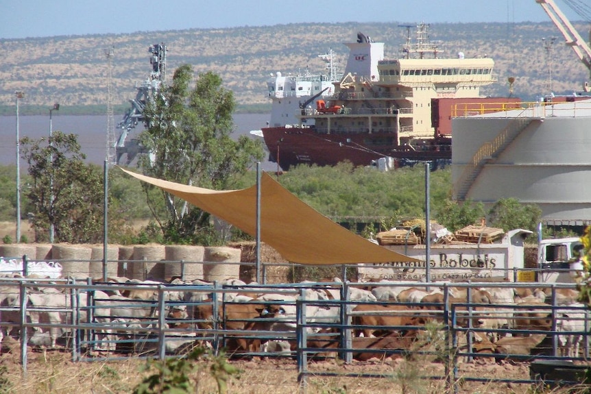 A cargo ship in the distance with cattle yards in the foreground