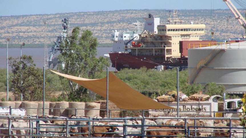 Loading a live export ship.