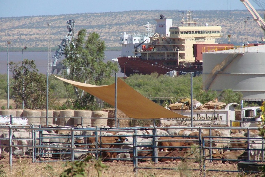 Loading live export ship at Wyndham