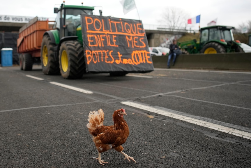 A chicken walks across a highway in front of a tractor.