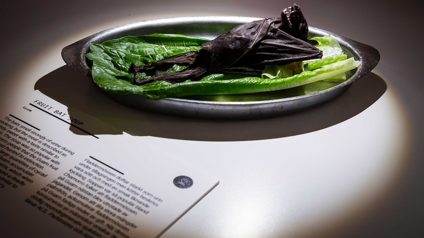 A dead fruit bat lying on a lettuce.
