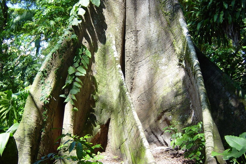 A large tree in the Amazon rainforest