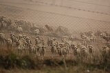 Several sheep through a barbed wire fence.
