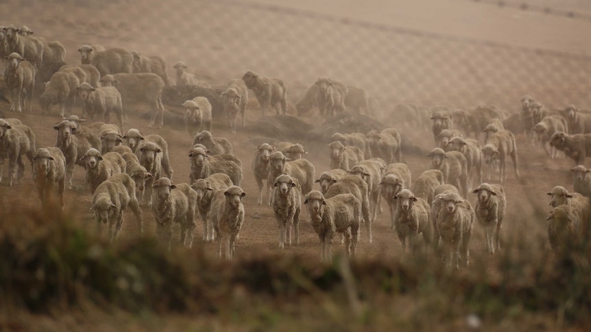 Several sheep through a barbed wire fence.