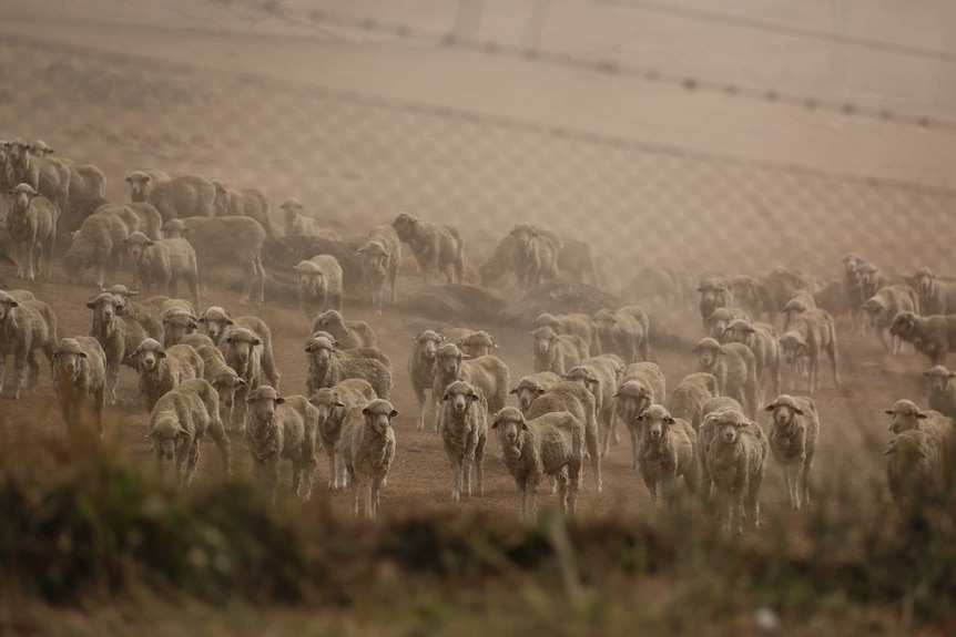 Diverse pecore attraverso un recinto di filo spinato.