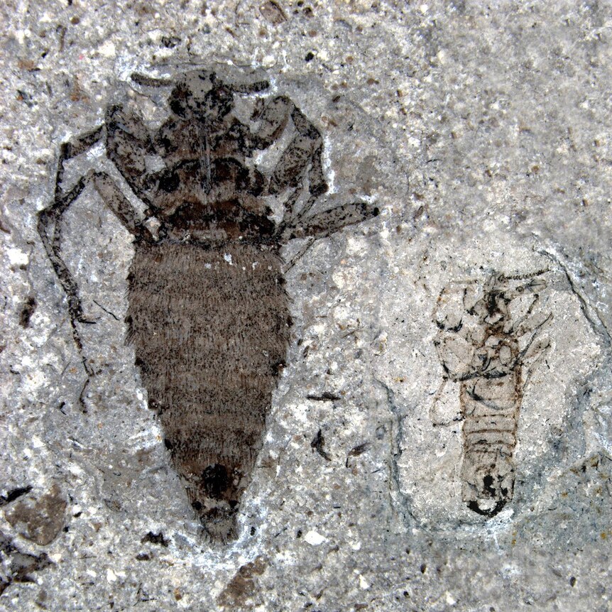 Fossils of a female and male flea from the Middle Jurassic period.