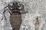 Fossils of a female and male flea from the Middle Jurassic period.