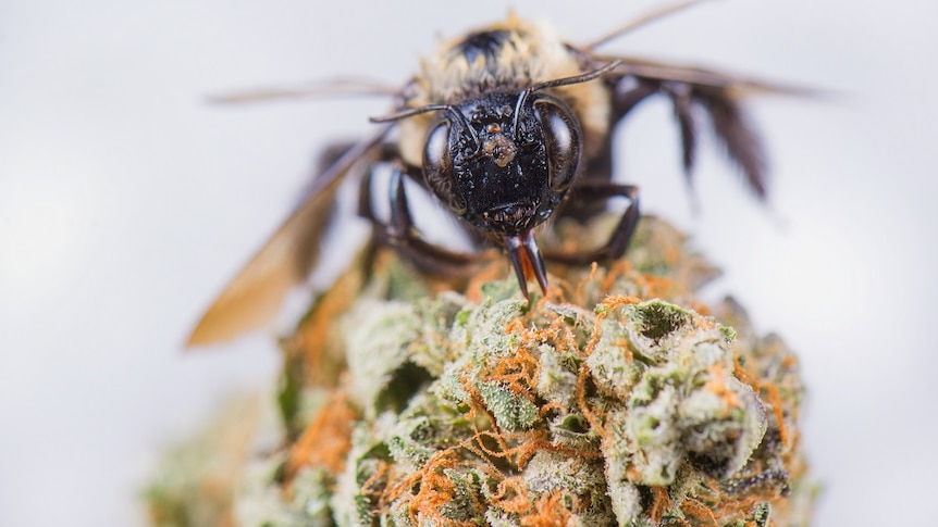 A close up of a bee on a hemp seed plant.