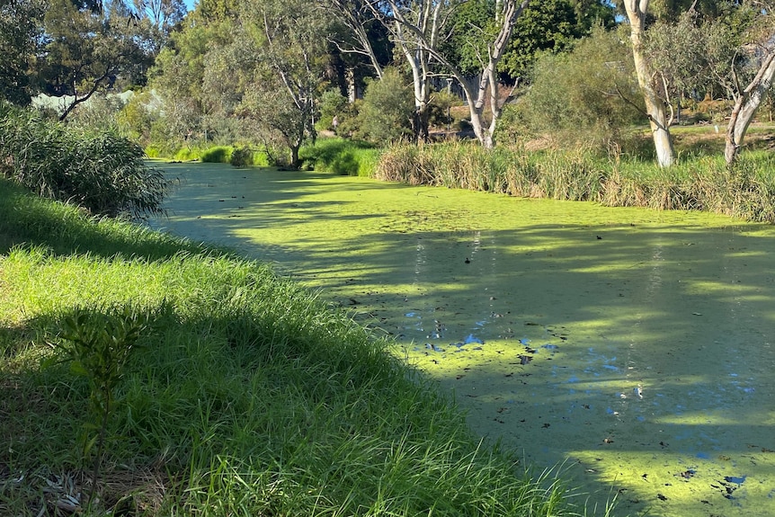 A river covered in green duckweed