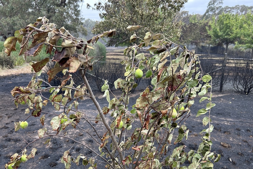 A damaged fruit tree with blackened burnt ground around