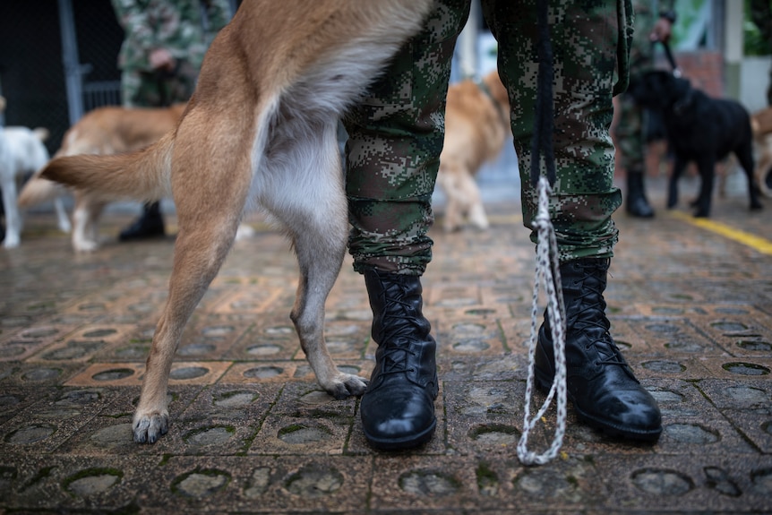 A photo of a dog standing on its hind legs next to a man in uniform.