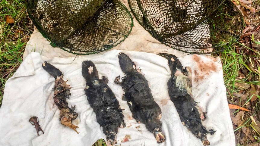 Kmart, Big W among retailers to stop selling yabby nets that kill