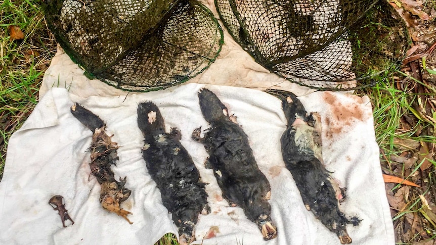 The remains of five dead platypus placed across two opera house nets.