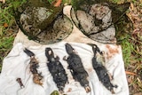 The remains of five dead platypus placed across two opera house nets.