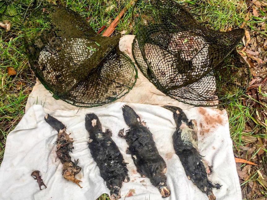 The remains of five dead platypus placed across two opera house nets.