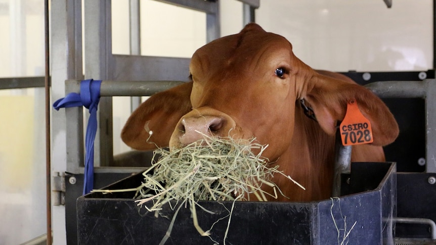 A cow in a feedlot, eating.