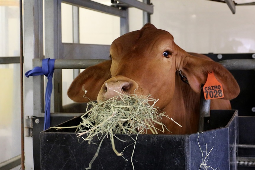 Cow in a feedlot eating.