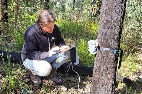 A man crouches next to a tree with a camera attached to it.