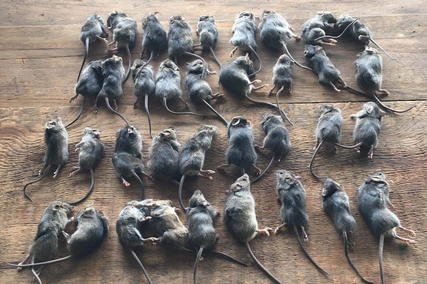 Three rows of dead mice sitting on a table.