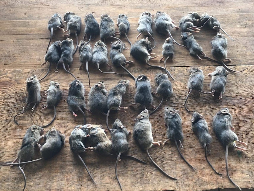 Three rows of dead mice sitting on a table.
