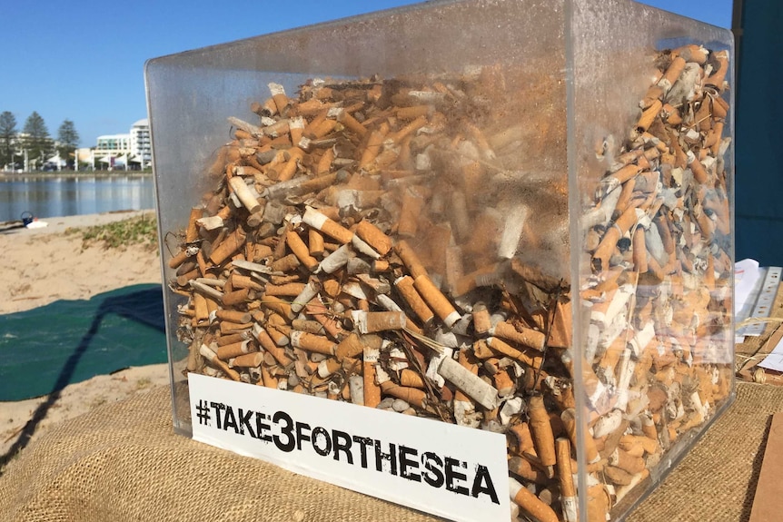 Cigarette butts students have picked up